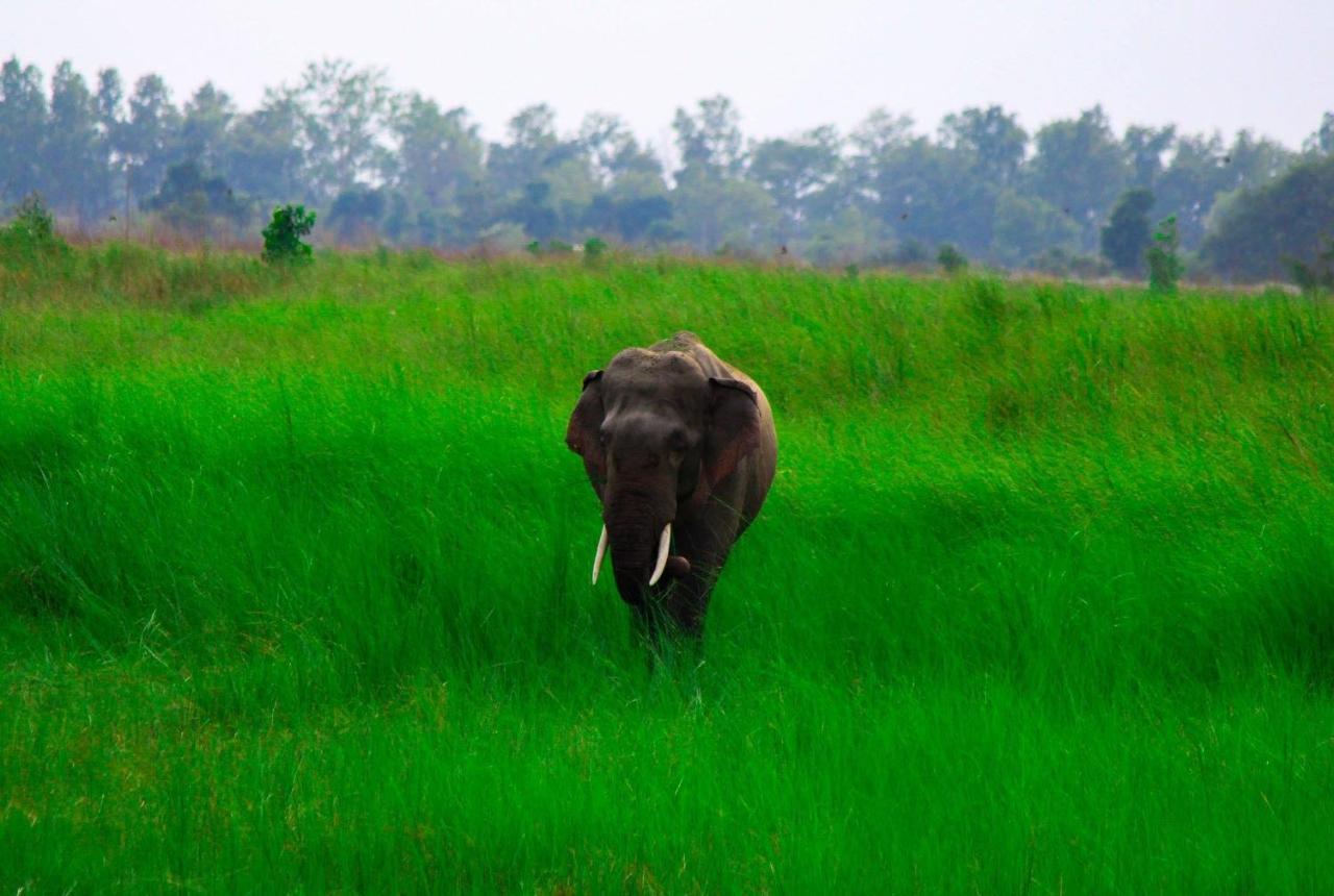 Bardia Jungle Cottage Bardiya Exteriör bild